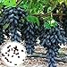 Foto C-LARSS 1 Beutel Schwarze Traubenkerne, Nicht Gentechnisch Veränderte Fruchtbare Vitamine Fruchtsamen Für Die Landwirtschaft Traubenkerne Rezension