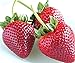 Photo zellajake Fresh Delicious Strawberries 400+ Seeds (Fragaria x ananassa) review