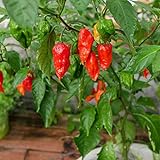 Ghost Pepper Seeds for Planting, Bhut Jolokia, 25 Seeds, by TKE Farms & Gardens, Instructions Included Photo, new 2024, best price $3.99 ($0.16 / Count) review