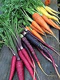 Rainbow Blend Carrot Seeds, 500+ Heirloom Seeds, (Isla's Garden Seeds), 85% Germination Rate, Non GMO Seeds, Botanical Name: Daucus carota Photo, new 2024, best price $6.75 ($0.01 / Count) review