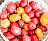 Northshire Farms 5 lbs. Certified Seed Non GMO Red Pontiacs and German Butterballs Photo, new 2024, best price $13.99 review