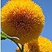 Foto 15 Semillas oso de peluche de la semilla de girasol Helianthus semi enano de jardín Semillas de flor hermosa revisión