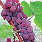 HeirloomSupplySuccess TM 25 Catawba Grape Seeds Photo, new 2024, best price $7.99 review