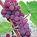 Photo HeirloomSupplySuccess TM 25 Catawba Grape Seeds review