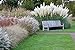 Photo Giant White Pampas Grass Seeds - 100 Seeds - Ornamental Grass for Landscaping or Decoration - Made in USA review