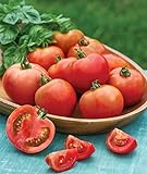 Burpee Early Girl Tomato Seeds 50 seeds Photo, new 2024, best price $7.37 ($0.15 / Count) review