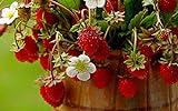 KIRA SEEDS - Alpine Strawberry Regina - Everbearing Fruits for Planting - GMO Free Photo, new 2024, best price $6.96 ($0.07 / Count) review