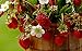 Photo KIRA SEEDS - Alpine Strawberry Regina - Everbearing Fruits for Planting - GMO Free review