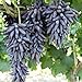 Foto Oce180anYLVUK Traubenkerne, 1 Beutel Fruchtbare Schwarze, Reiche Fruchtsamen GVO-freie Traubenkerne Pro Garten Traubenkerne Rezension