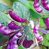 Outsidepride Purple Hyacinth Bean Red Leaved Plant Vine Seed - 100 Seeds Photo, new 2024, best price $6.49 ($0.06 / Count) review