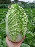 Seeds Peking Napa Cabbage Heirloom Vegetable for Planting Non GMO Photo, new 2024, best price $8.99 review
