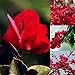 Foto Semillas para jardinería, 20 semillas de flores rojas de buganvilla ornamentales para decoración de jardín, jardín, semillas rojas de buganvilla revisión
