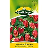 Erdbeeren, Monatserdbeeren Rügen, Fragaria vesca, ca. 100 Samen Foto, neu 2024, bester Preis 2,49 € Rezension