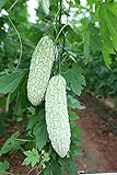 MOCCUROD 15pcs White Pearl Bitter Melon Seeds Rare Vegetable Bitter Gourd Calabash Photo, new 2024, best price $7.99 ($0.53 / Count) review