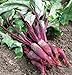 Photo Beets, Cylindra, Heirloom, 100 Seeds, Tender N Sweet, Cylindrical Shape review