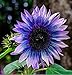 Photo Sunflower Seeds for Planting 50 Pcs Seeds Rare Exotic Purple Garden Seeds Sunflowers review
