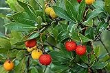 50+ Strawberry Tree Seeds - Arbutus unedo - Non-GMO Seeds, Grown and Shipped from Iowa. Made in USA Photo, new 2024, best price $9.98 review