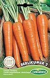Germisem Berlikumer 2 Semillas de Zanahoria 10 g (EC9018) Foto, nuevo 2024, mejor precio 2,21 € revisión