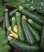 Photo Burpee Best Zucchini Summer Squash Seeds 20 seeds review