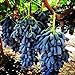Foto 100 piezas semillas de uva raro familia Heirloom fruta Natural cultivo escalada especies hogar jardín necesario no GMO fresco esfuerzo revisión