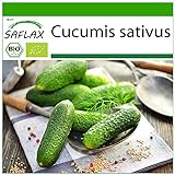 SAFLAX - Ecológico - Pepino - Uva de las colinas - 15 semillas - Cucumis sativus Foto, nuevo 2024, mejor precio 3,95 € revisión
