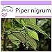 Photo SAFLAX - Poivrier commun - 20 graines - Piper nigrum examen