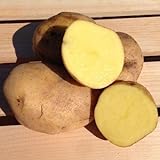 Yukon Gold Potato Seed/ Tubers,Yellow-flesh standard.(10 Lb) Photo, new 2024, best price $34.95 review