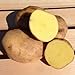 Photo Yukon Gold Potato Seed/ Tubers,Yellow-flesh standard.(5 Lb) review