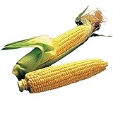 Burpee Illini Xtra Sweet Sweet Corn Seeds 200 seeds Photo, new 2024, best price $7.28 review