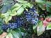 Photo Oregon Holly Grape, Mahonia aquifolium, Shrub Seeds (Edible, Fall Color, Hardy) 20 review