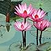 Foto Flores floreciendo en el agua,Tesoros de jardinería,Semillas de nenúfar,Planta ornamental misteriosa-30 Pcs revisión