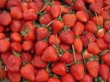 Erdbeeren 1500+ Samen *Großfruchtig/Süß/Wohlschmeckend* -Super Ertrag und Winterhart- Foto, neu 2024, bester Preis 12,99 € Rezension