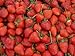 Foto Erdbeeren 1500+ Samen *Großfruchtig/Süß/Wohlschmeckend* -Super Ertrag und Winterhart- Rezension