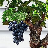 85 Stück Bonsai Zwerg Mini Traubenkerne Köstliche Obstpflanze Garten Balkon Dekor Garten Pflanzensamen Traubenkerne Foto, neu 2024, bester Preis 1,55 € Rezension