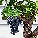 Foto 85 Stück Bonsai Zwerg Mini Traubenkerne Köstliche Obstpflanze Garten Balkon Dekor Garten Pflanzensamen Traubenkerne Rezension