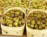 HEIRLOOM NON GMO Giant SCUPPERNONG White Muscadine 5 seeds Photo, new 2024, best price $13.50 review