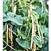 Photo Dixie Lee Crowder Pea Seeds (40 Seed Pack) review