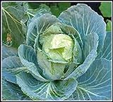 50+ Cabbage- Copenhagen Market Seeds, Heirloom, Non GMO Seed Tasty Healthy Veggie Photo, new 2024, best price $2.29 ($0.05 / Count) review