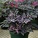 Photo Ornamental Pepper Purple Flash Seeds - Flower Seeds Package - 100 Seed Package review
