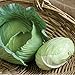 Photo David's Garden Seeds Cabbage Tendersweet 9983 (Green) 50 Non-GMO, Hybrid Seeds review