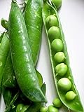 Pea Little Marvel Great Heirloom Vegetable 1,200 Seeds by Seed Kingdom Photo, new 2024, best price $11.95 review