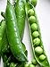 Photo Pea Little Marvel Great Heirloom Vegetable 1,200 Seeds by Seed Kingdom review