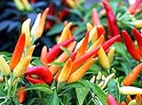 Tabasco Pepper Seeds - 3500 Scoville Pepper - B58 (60+ Seeds, or 1/2 Gram) Photo, new 2024, best price $2.79 review