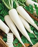 White Icicle Radish Seeds - Raphanus Sativus - 3 Grams - Approx 270 Gardening Seeds - Vegetable Garden Seed Photo, new 2024, best price $6.03 review