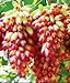 Foto de semillas de uva verde al por mayor de dulces y deliciosas uvas Villa fruta fructificación bonsai 100 semillas / Pack 6 revisión