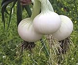 Seeds Onion White Queen Giant Heirloom Vegetable for Planting Non GMO Photo, new 2024, best price $7.99 review