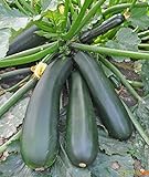 Seeds Squash Zucchini Light Green Heirloom Vegetable for Planting Non GMO Photo, new 2024, best price $8.99 review