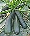 Photo Seeds Squash Zucchini Light Green Heirloom Vegetable for Planting Non GMO review