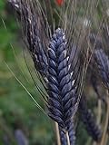 30 Wheat Seeds- Black Knight -Ornamental Grass,Black Seed Heads Photo, new 2024, best price $1.95 review