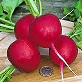 Radish Seed, Champion, Heirloom, Non GMO, 100 Seeds, Perfect Radishes Photo, new 2024, best price $2.99 ($2.99 / Count) review